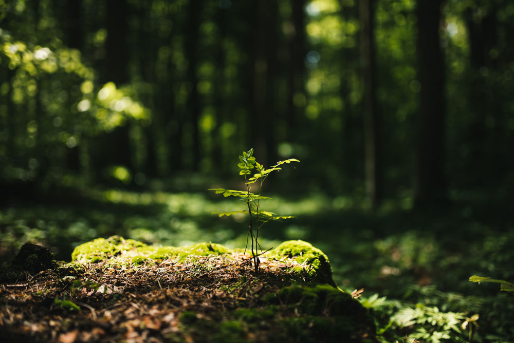 Grön växt i naturen