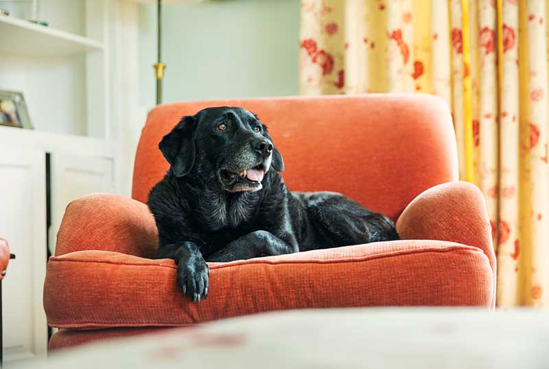 En svart hund som chillar på en fåtölj.